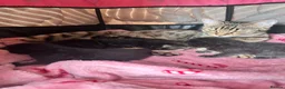 Mixed Breed cats for sale: Bengal mix kittens  - Advert 1