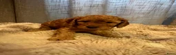 Cavapoo dogs for sale: Cavapoo F1BB puppies  in Grimsby - Advert 21