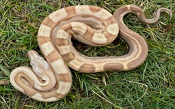 Boa Snake reptiles for sale: Baby Boa Morphs FOR SALE - Image 9