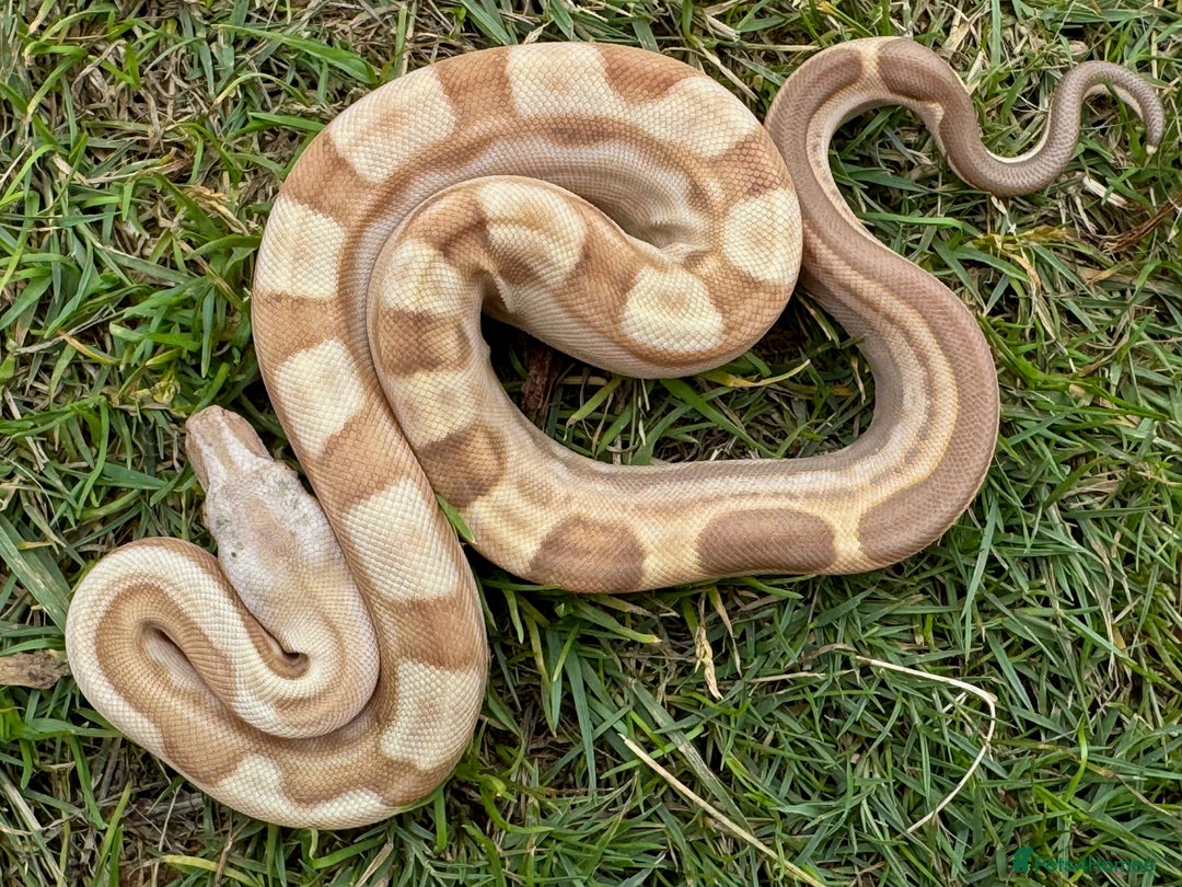 Boa Snake reptiles for sale: Baby Boa Morphs FOR SALE - Image 9
