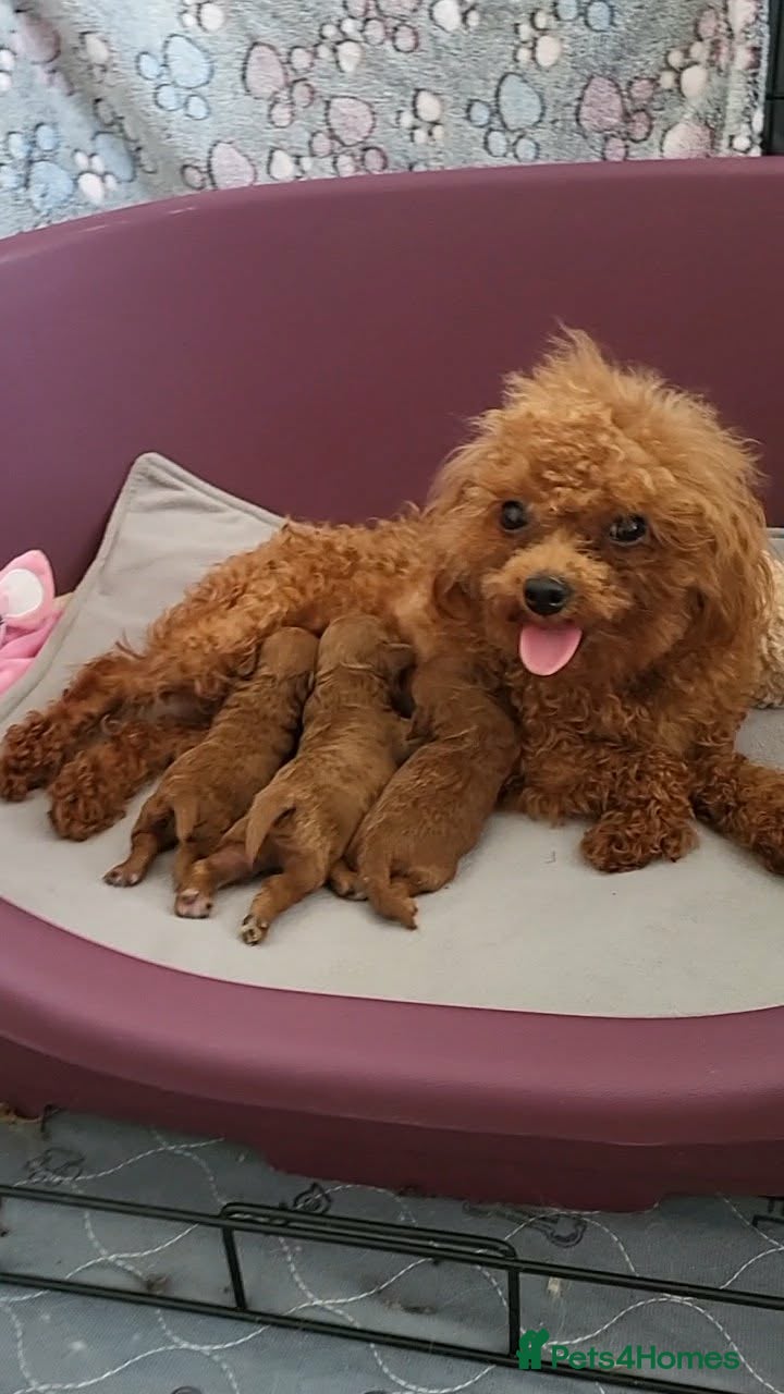 Toy Poodle dogs Exclusive Asian Toy Poodle Boys – 3 Available  - Advert 3