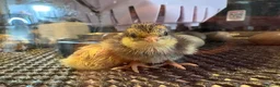 Mixed Breed birds for sale: Button Quail  in South Shields - Advert 1