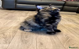 Maine Coon cats for sale: 2 Large Tica Maine Coon Kittens - Image 13