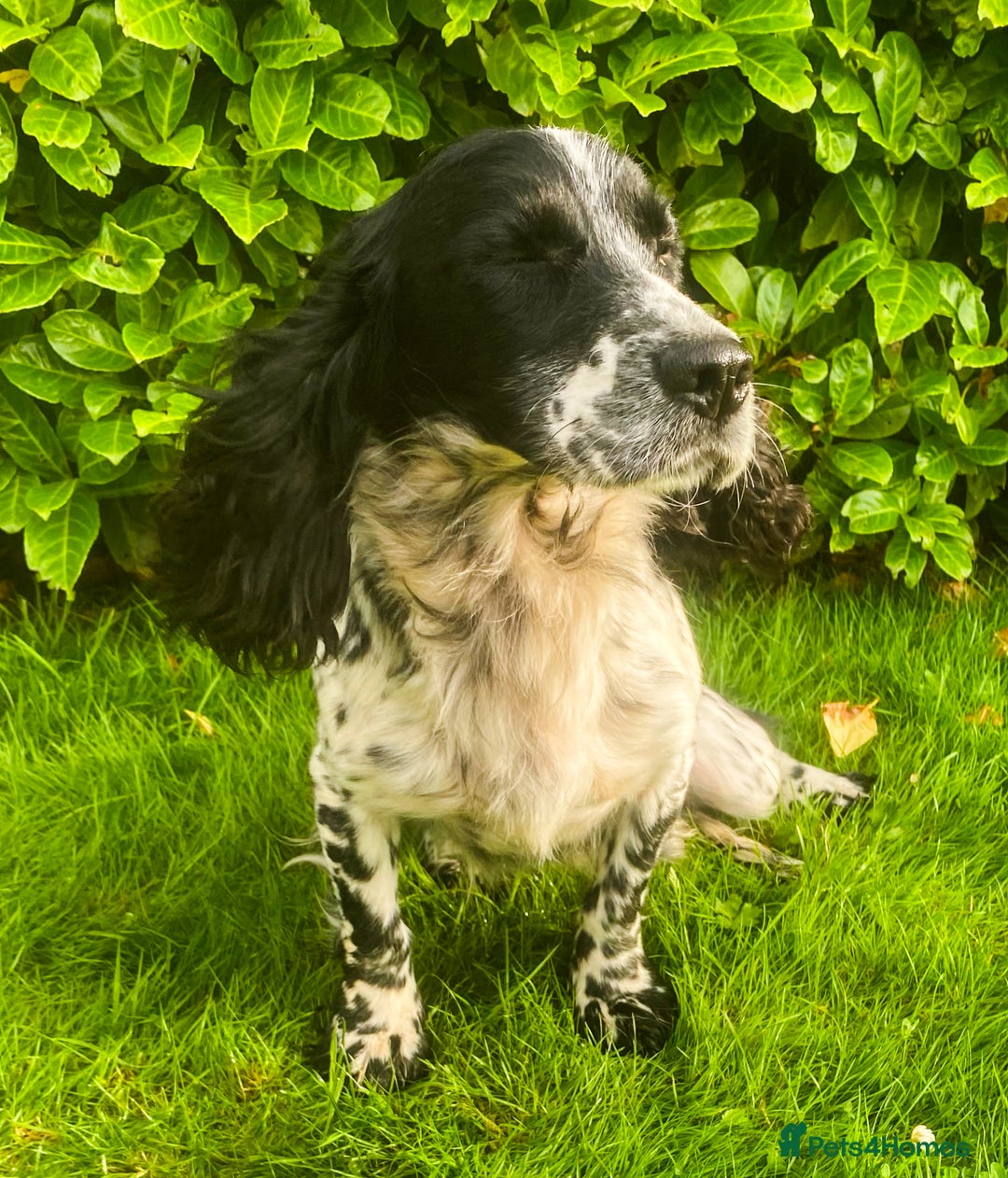 Cocker Spaniel dogs for sale: Cocker spaniel pups - Image 6