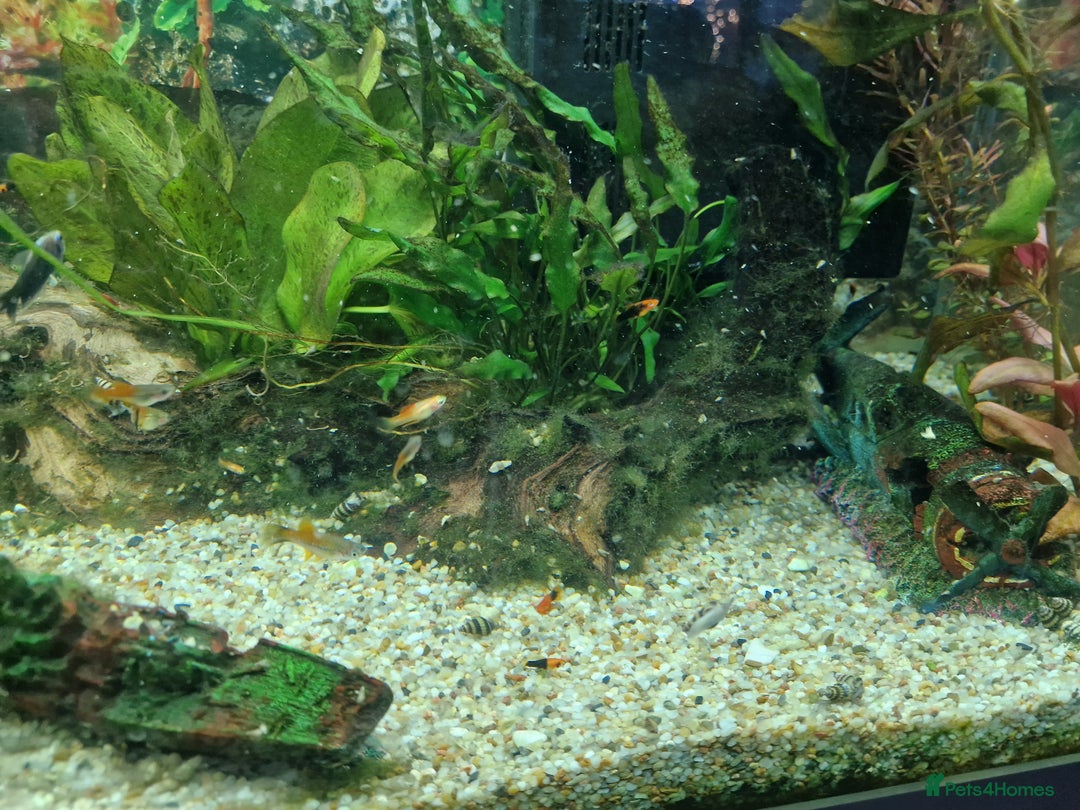 Swordtails fish for sale: Tropical fish for sale - Advert 2