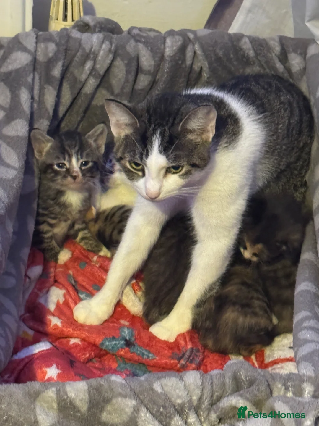 Mixed Breed cats for sale: 5 gorgeous kittens ready to leave now  in Cranbrook - Advert 1