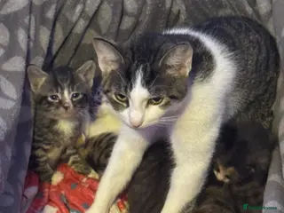 Mixed Breed cats 5 gorgeous kittens ready to leave now - Advert 1