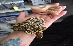 Python Snake reptiles for sale: Ball pythons - Image 13