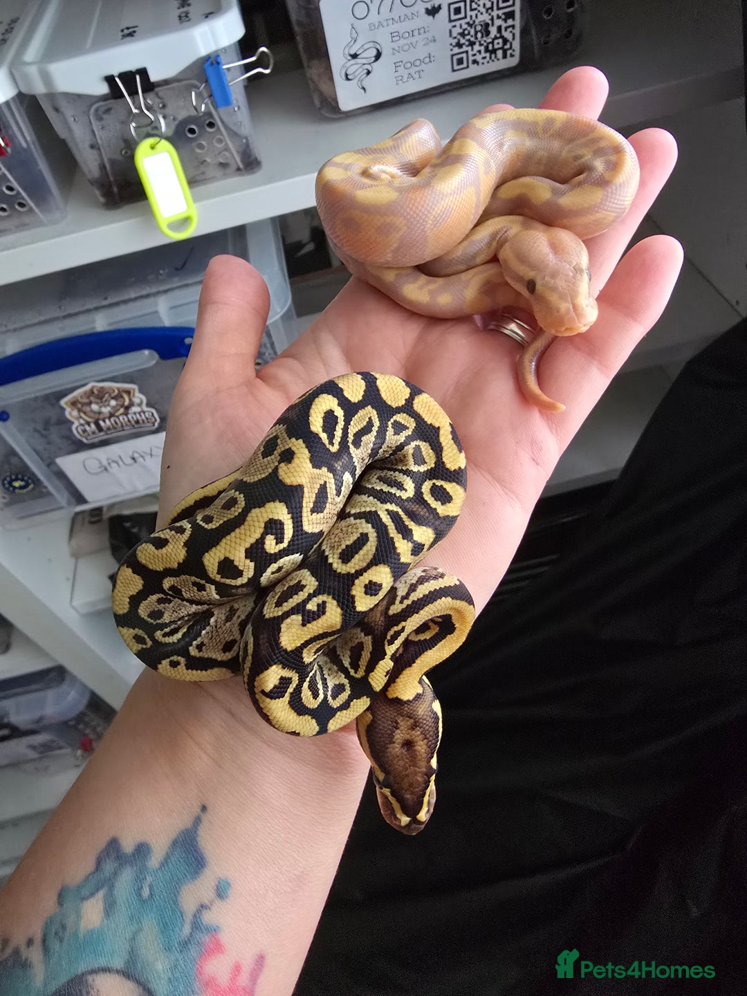 Python Snake reptiles for sale: Ball pythons - Image 13