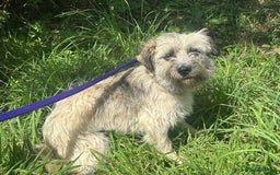 Mixed Breed dogs for adoption: Suzy - Norwich Norfolk  - Image 8
