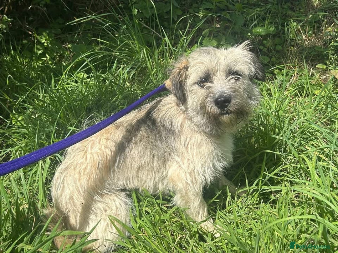 Mixed Breed dogs for adoption: Suzy - Norwich Norfolk  - Image 8