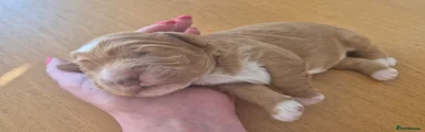 JIGGLY