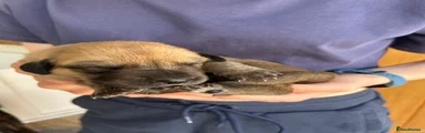 Labrador Retriever Puppy 4