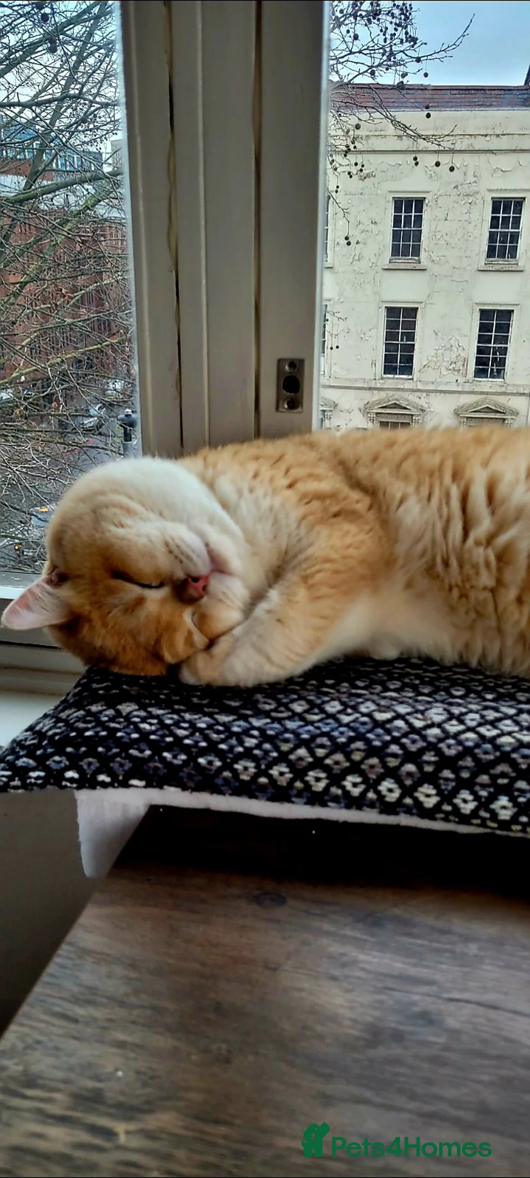 British Shorthair cats for stud: Pedigree Golden BSHstud, Emerald eyes, Active rg - Advert 7