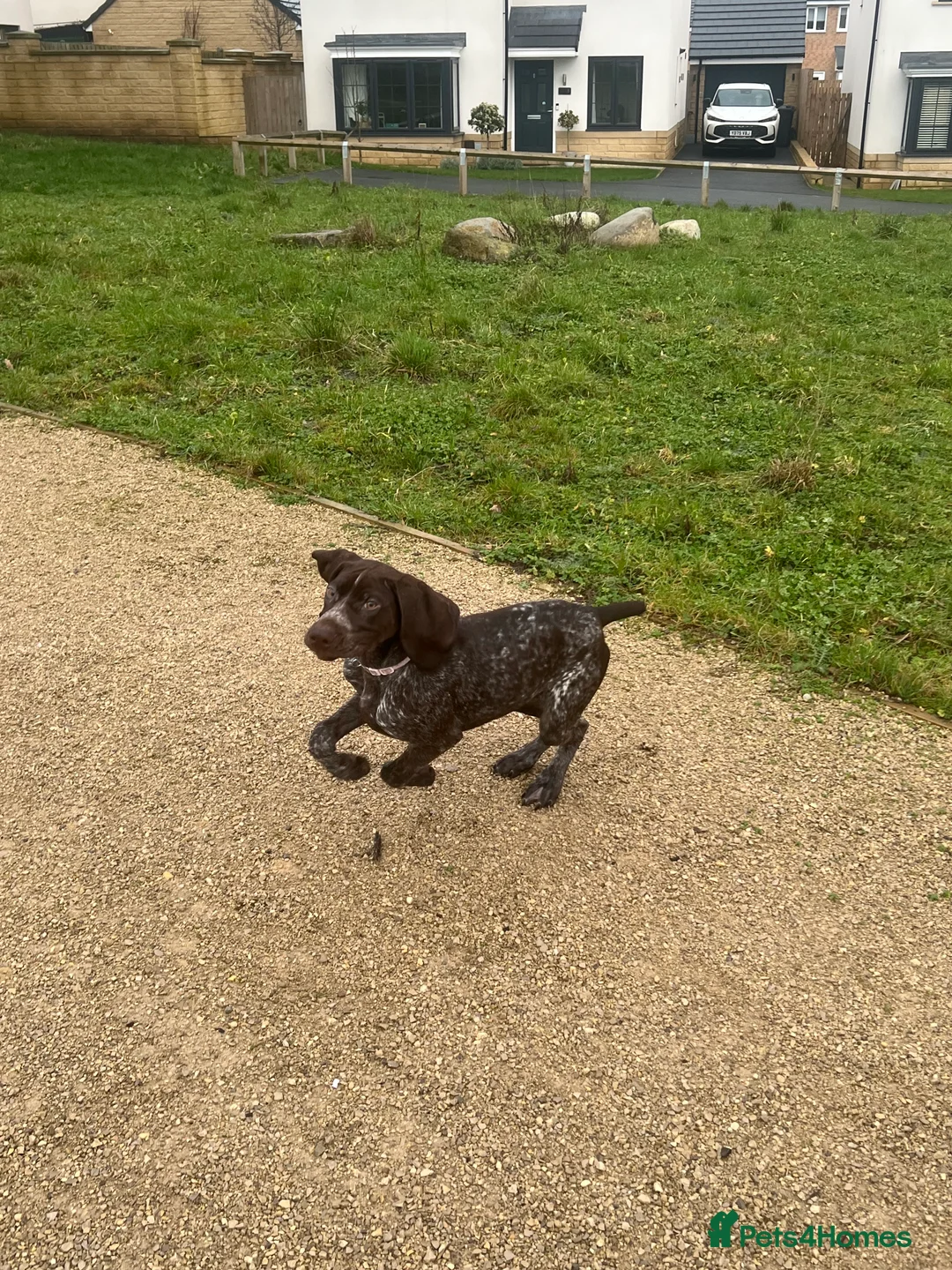 German Shorthaired Pointer dogs for sale: German shorthaired pointer  - Advert 8