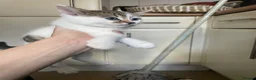 Mixed Breed cats for sale: Mixed tabby  - Advert 1