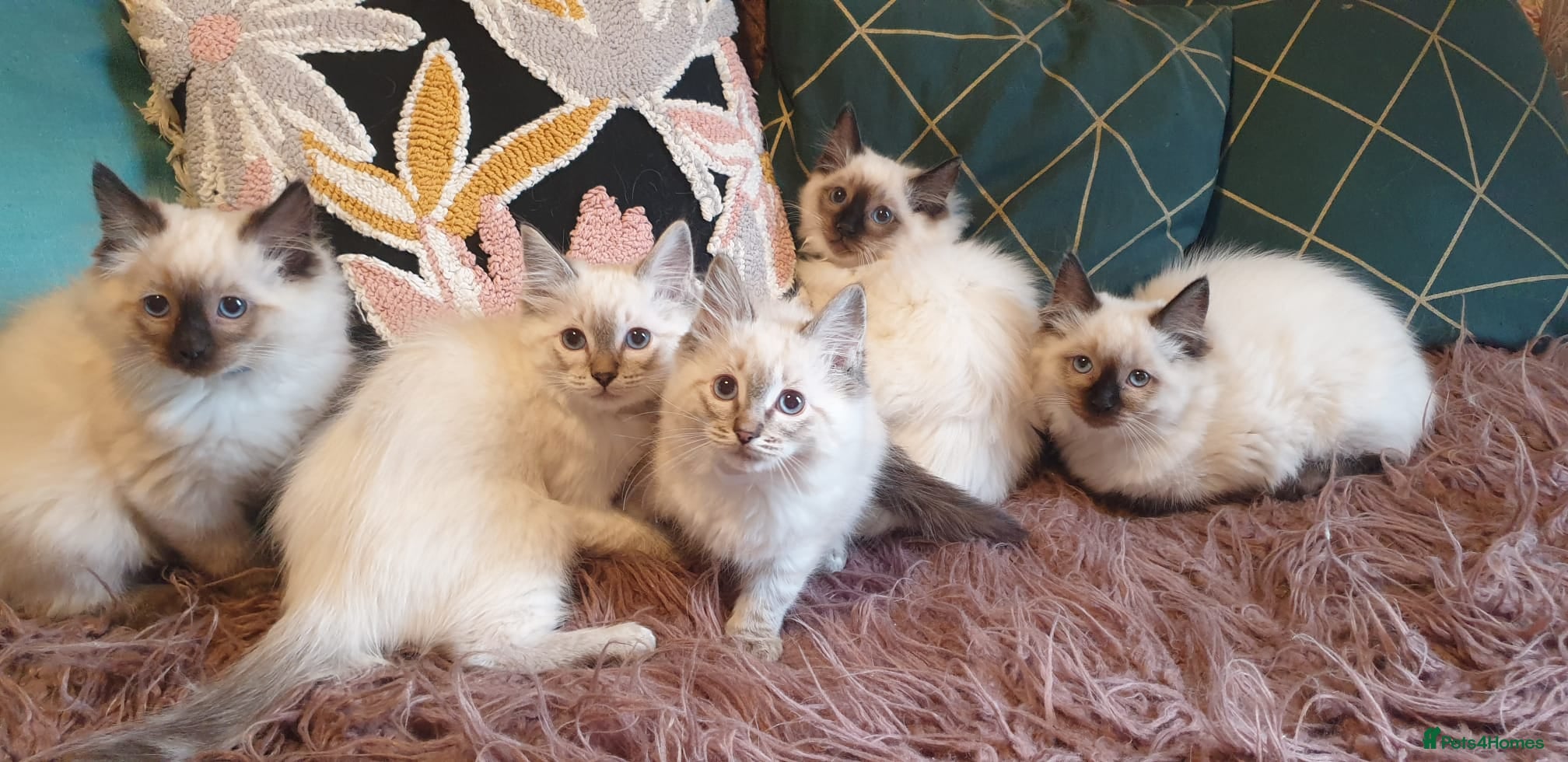 Ragdoll cats 💖Beautiful GCCF Registered Ragdoll Kittens. - Advert 1