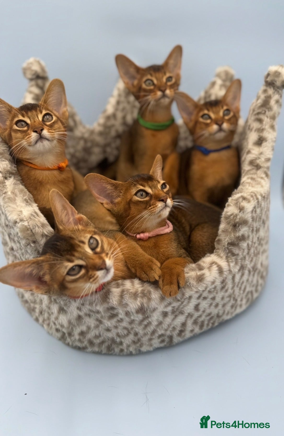 Abyssinian cats for sale: Five Abyssinian kittens with lots of love to give - Advert 2