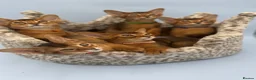 Abyssinian cats for sale: Five Abyssinian kittens with lots of love to give - Advert 1