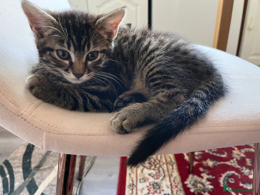 British Longhair cats for sale: Lovely kittens  - Image 4