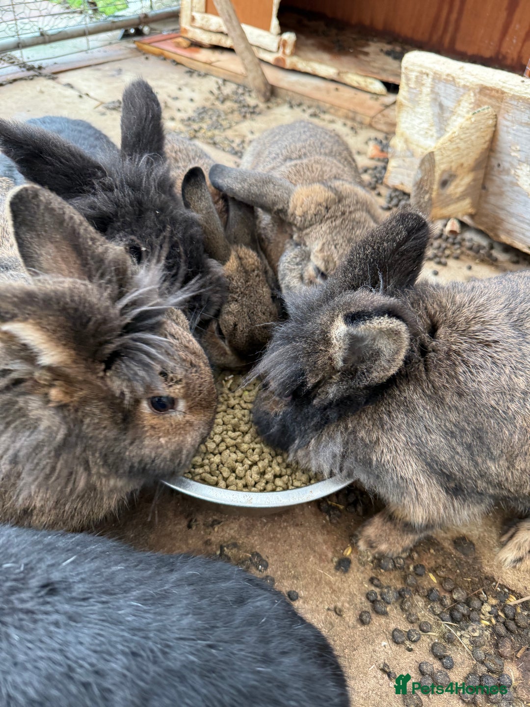 Mixed Breed rabbits for sale: Rabbits  - Advert 1