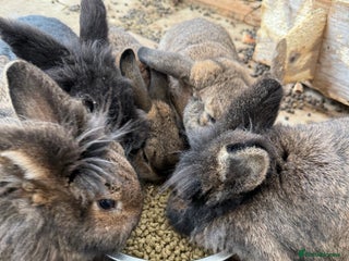 Mixed Breed rabbits Rabbits - Advert 1