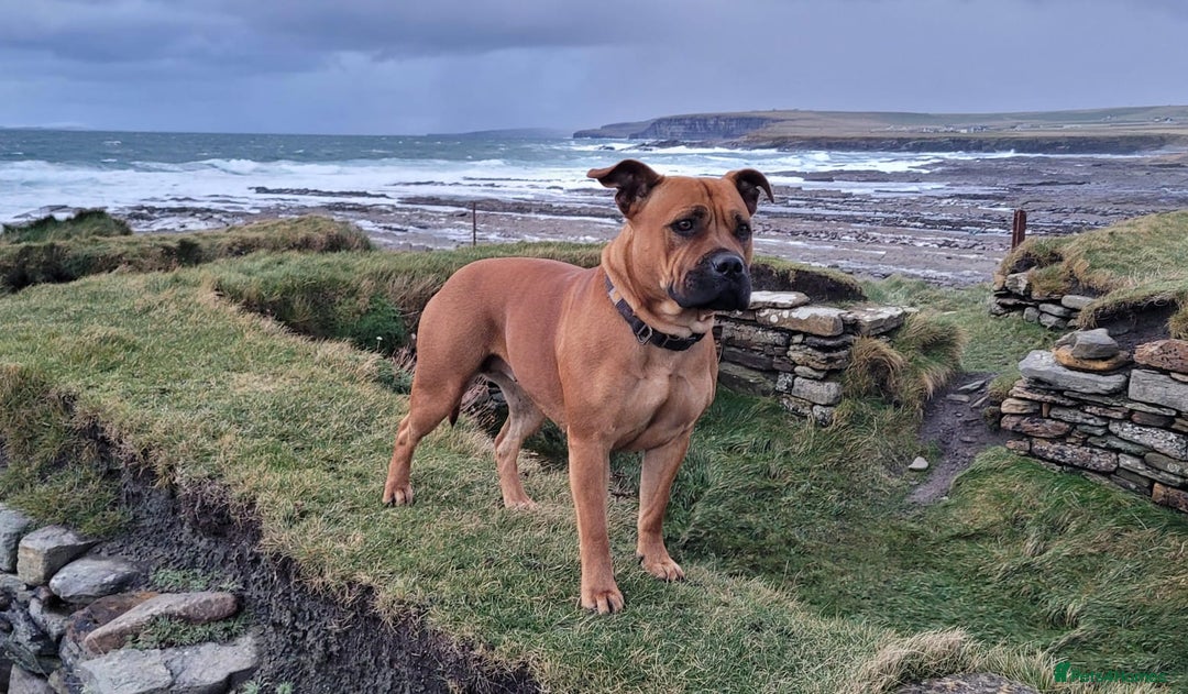 American Bull Staffy dogs for sale: Pups due 22 August  - Image 4