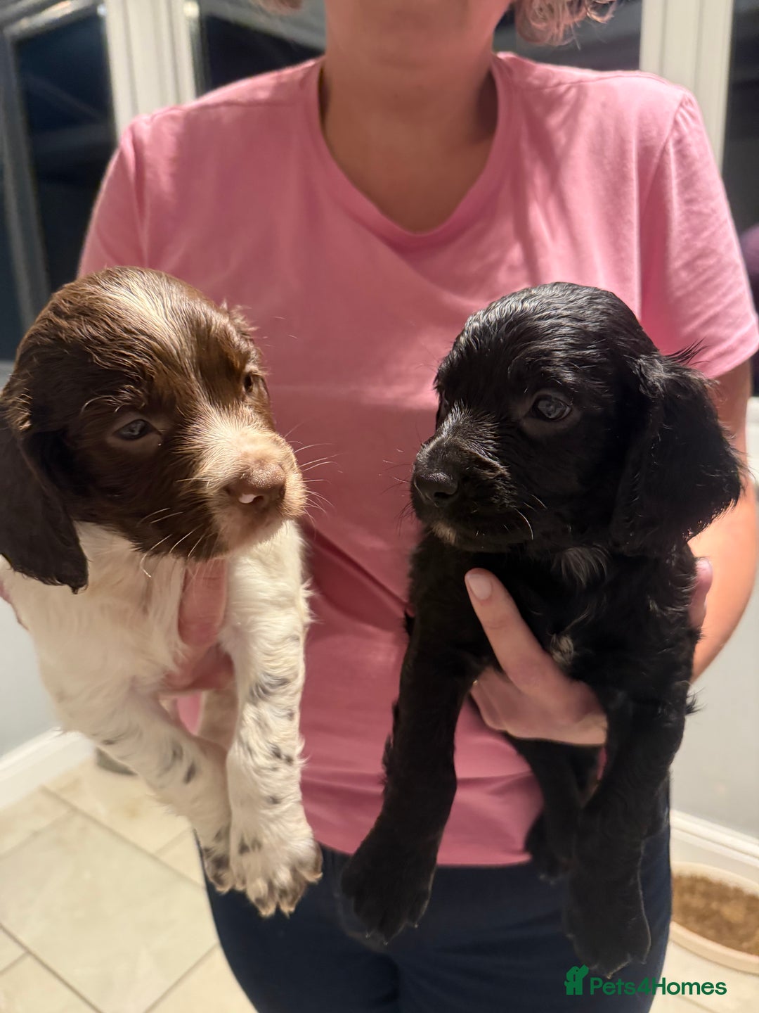 Sprocker dogs for sale: A beautiful litter 11 Sprocker Spaniel Puppies .   - Image 3