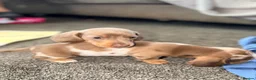 Miniature Dachshund dogs for sale: Beautiful miniature dachshund pups.  - Advert 6