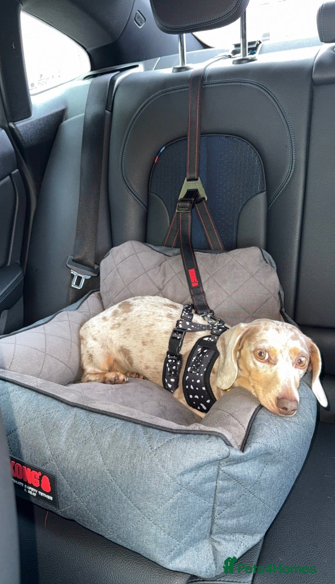 Miniature Dachshund dogs for sale: Miniature Dachshund  - Advert 7