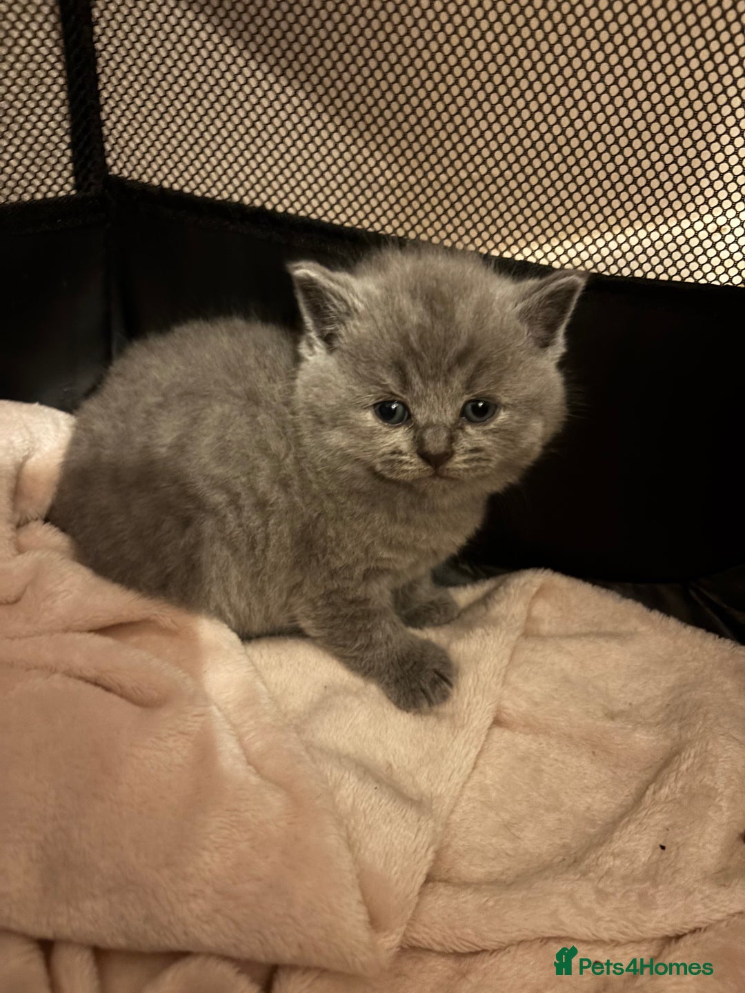 British Shorthair cats for sale: 4 British shorthairs kitten looking new home🐱🐱🐱 - Advert 3