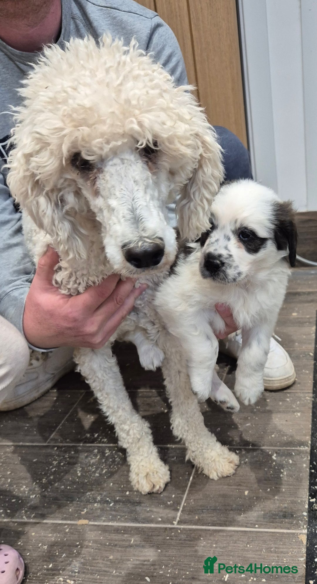 Mixed Breed dogs for sale: St Bernard Cross Puppies - Image 7