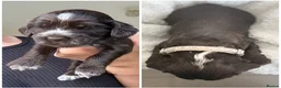 Cocker Spaniel dogs for sale: Cocker Spaniel puppies looking for forever homes♥️ - Advert 32