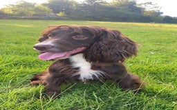 Cocker Spaniel dogs for sale: Gamekeeper bred Working Cocker Spaniels - Image 10