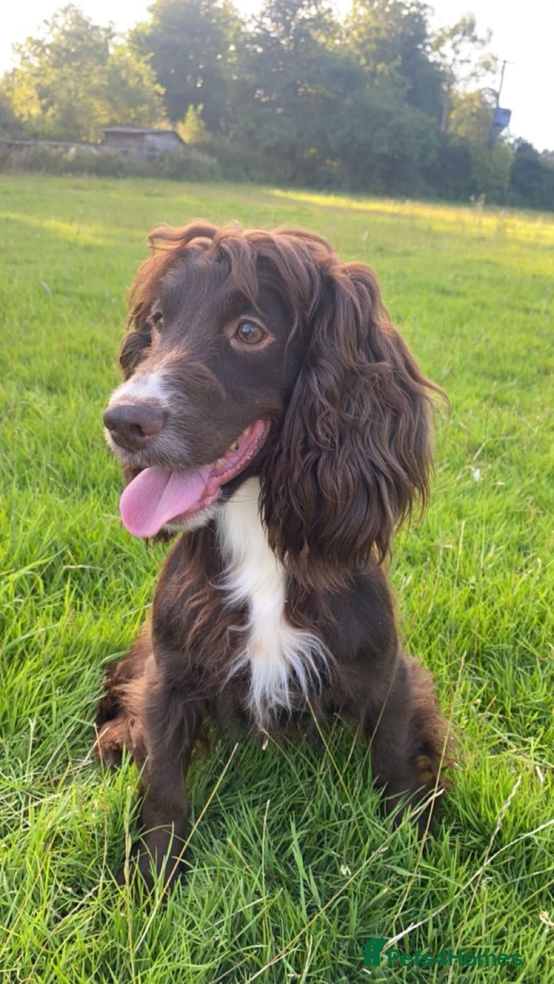 Cocker Spaniel dogs for sale: Gamekeeper bred Working Cocker Spaniels - Image 10