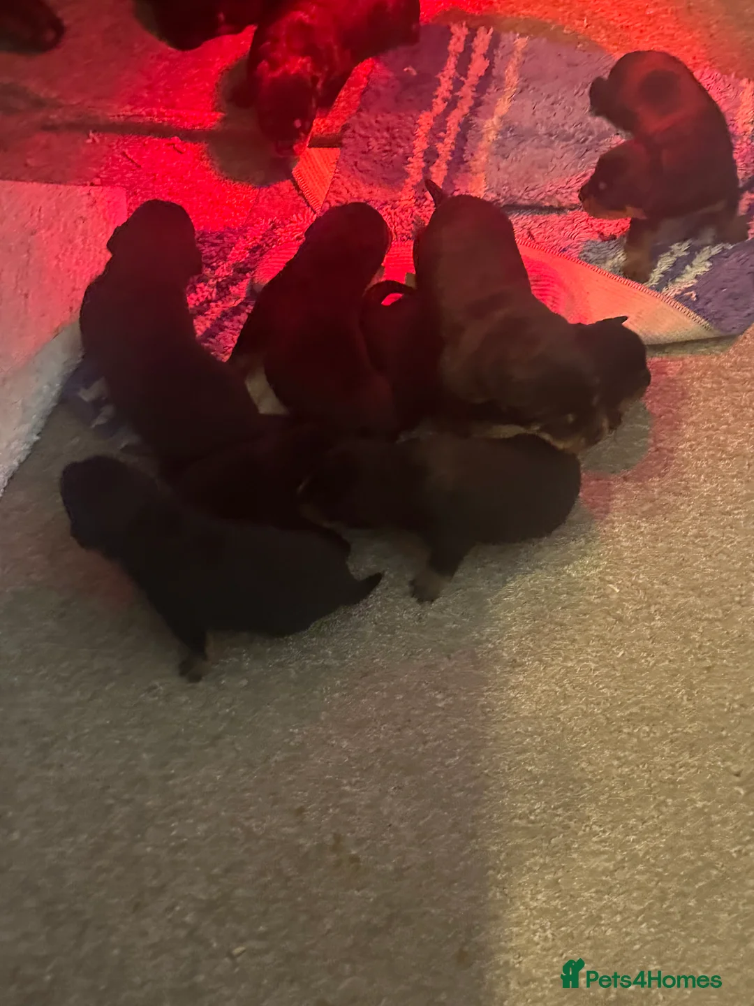 Rottweiler dogs for sale: Beautiful Rottweiler puppies  - Advert 9