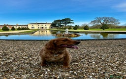Cocker Spaniel dogs for adoption: Handsome & loyal REGGIE needs a new Loving Home - Image 5