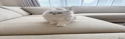 Persian cats for sale: Affectionate and beautiful persian kittens  - Advert 2