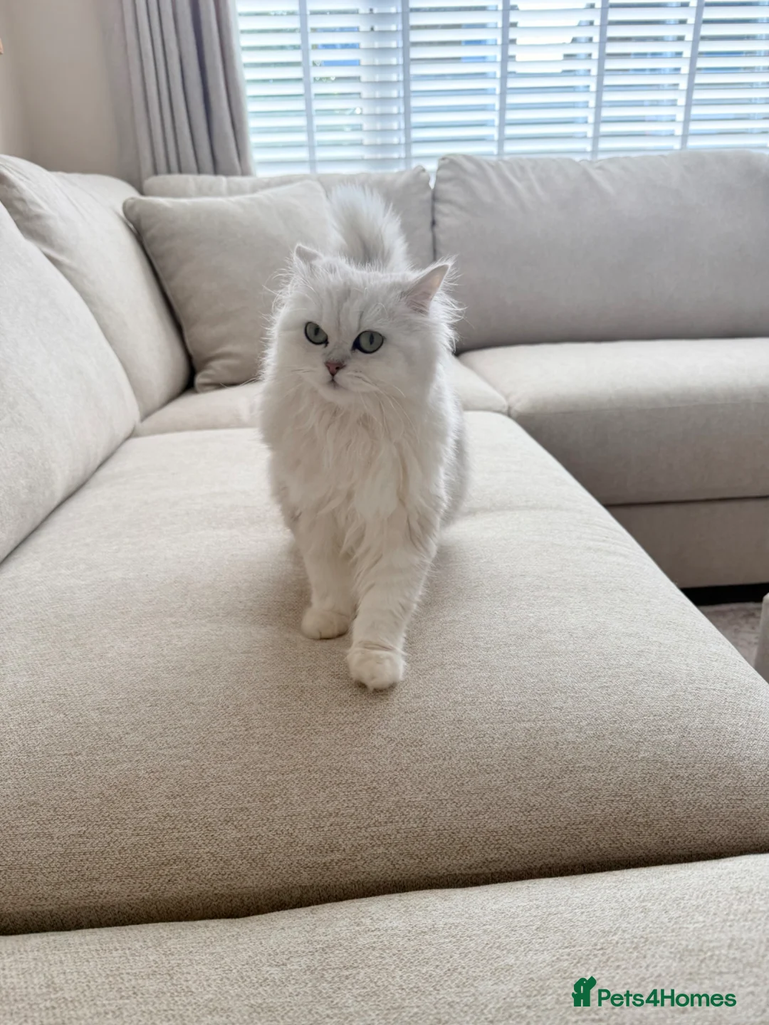 Persian cats for sale: Affectionate and beautiful persian kittens  - Advert 2