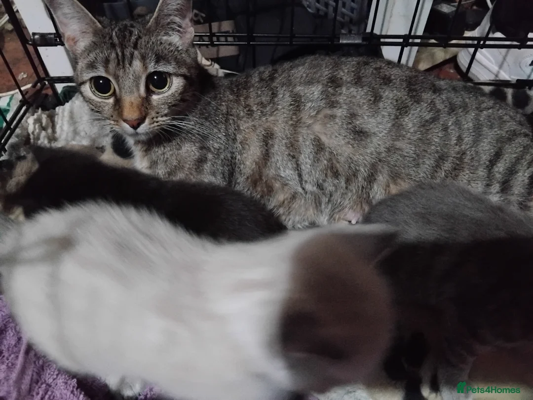 Brazilian Shorthair cats for sale: X1 Female left now ready  - Advert 2