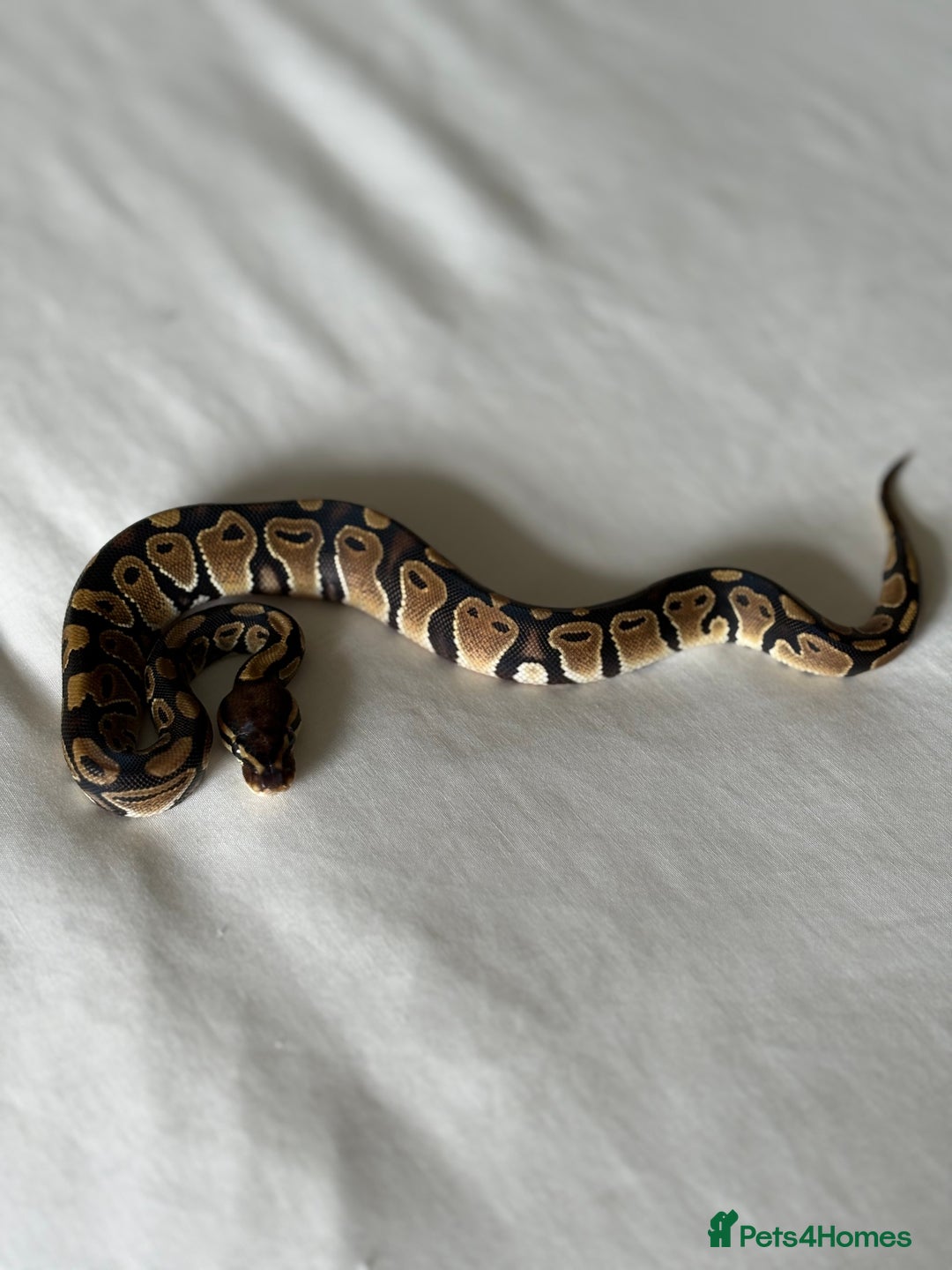 Python Snake reptiles for sale: Royal python - Image 2