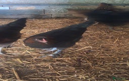 Chickens poultry for sale: Hybrid pullets available  - Image 13