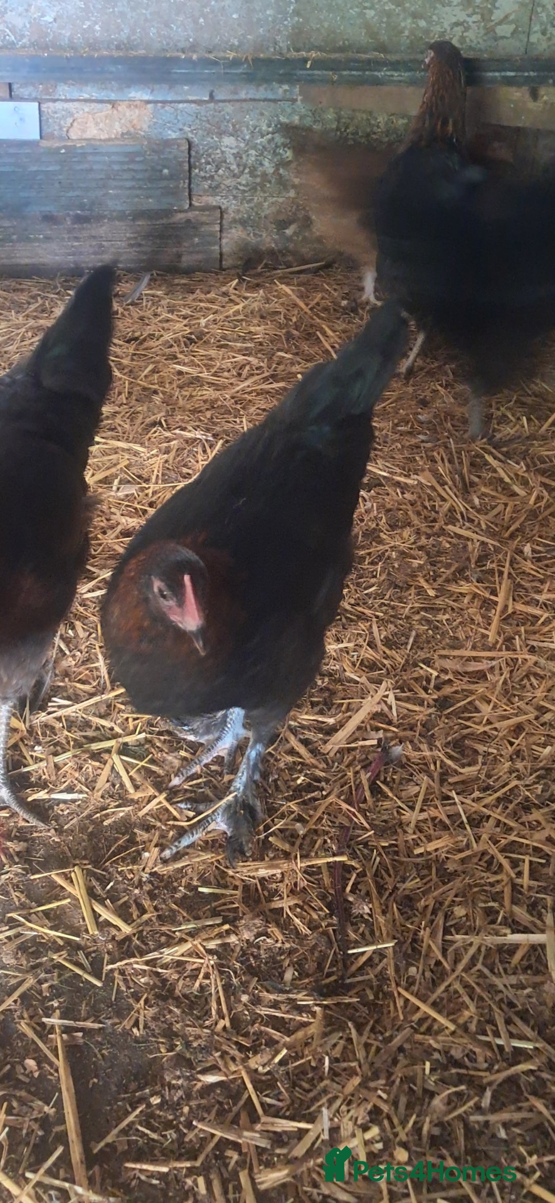 Chickens poultry for sale: Hybrid pullets available  - Image 13