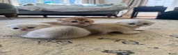 Scottish Fold cats for sale: ‼️READY TO RESERVE beautiful Scottish fold kittens - Advert 5