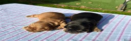 Cocker Spaniel dogs for sale: Beautiful Show Type Kc Reg. in Dymock - Advert 2