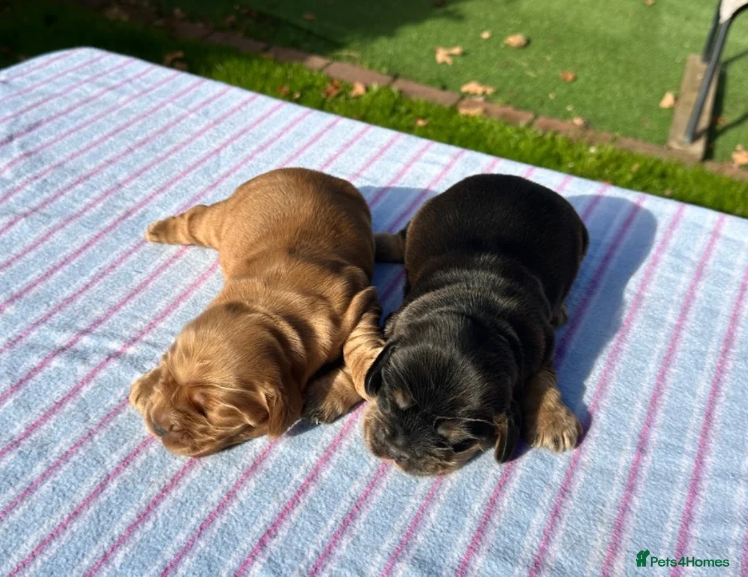 Cocker Spaniel dogs for sale: Beautiful Show Type Kc Reg. in Dymock - Advert 2