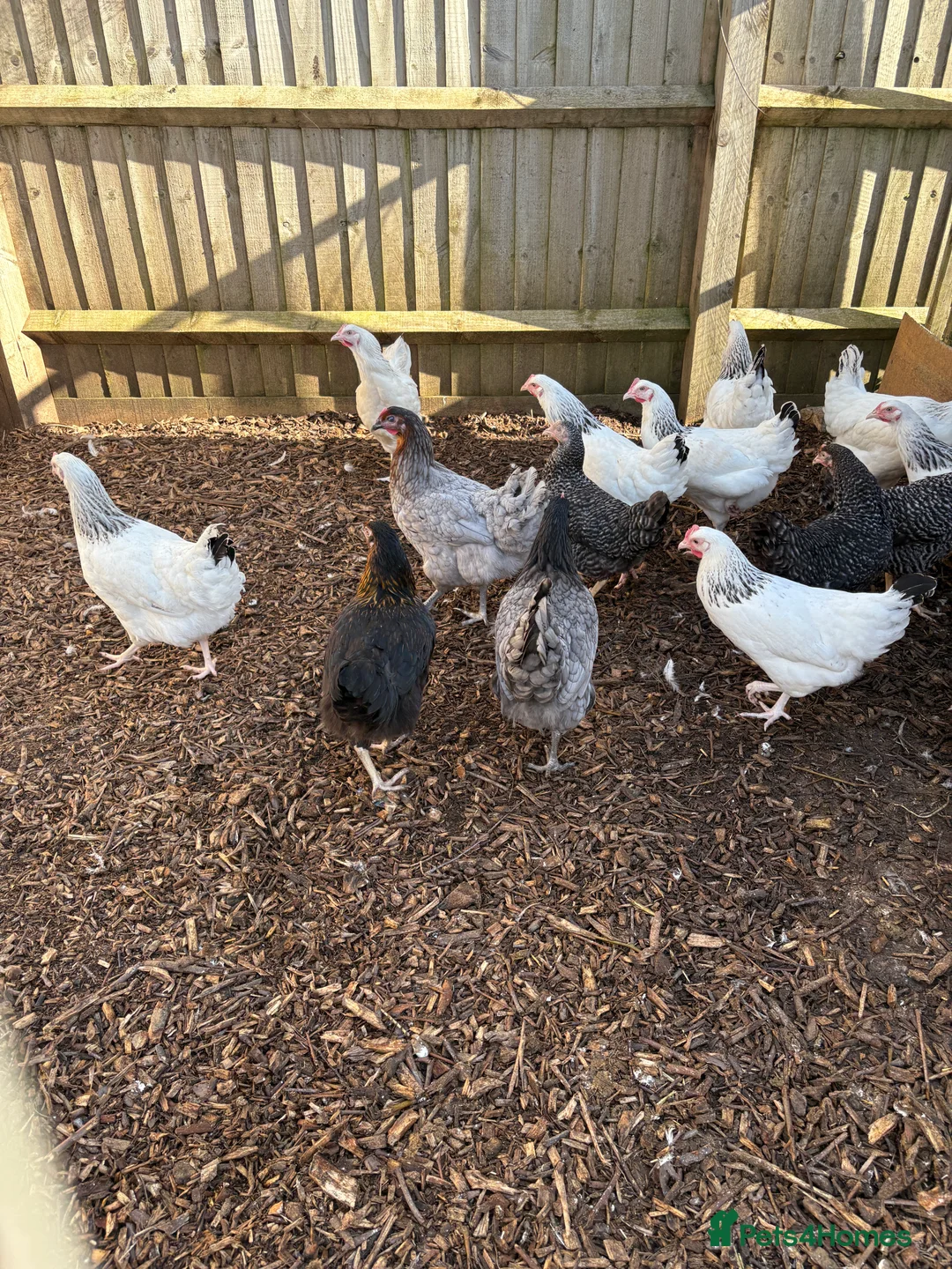 Chickens poultry for sale: Point Of Lay Hens - multiple breeds available  - Advert 1