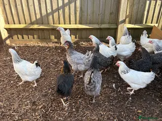 Chickens poultry Point Of Lay Hens - multiple breeds available - Advert 5
