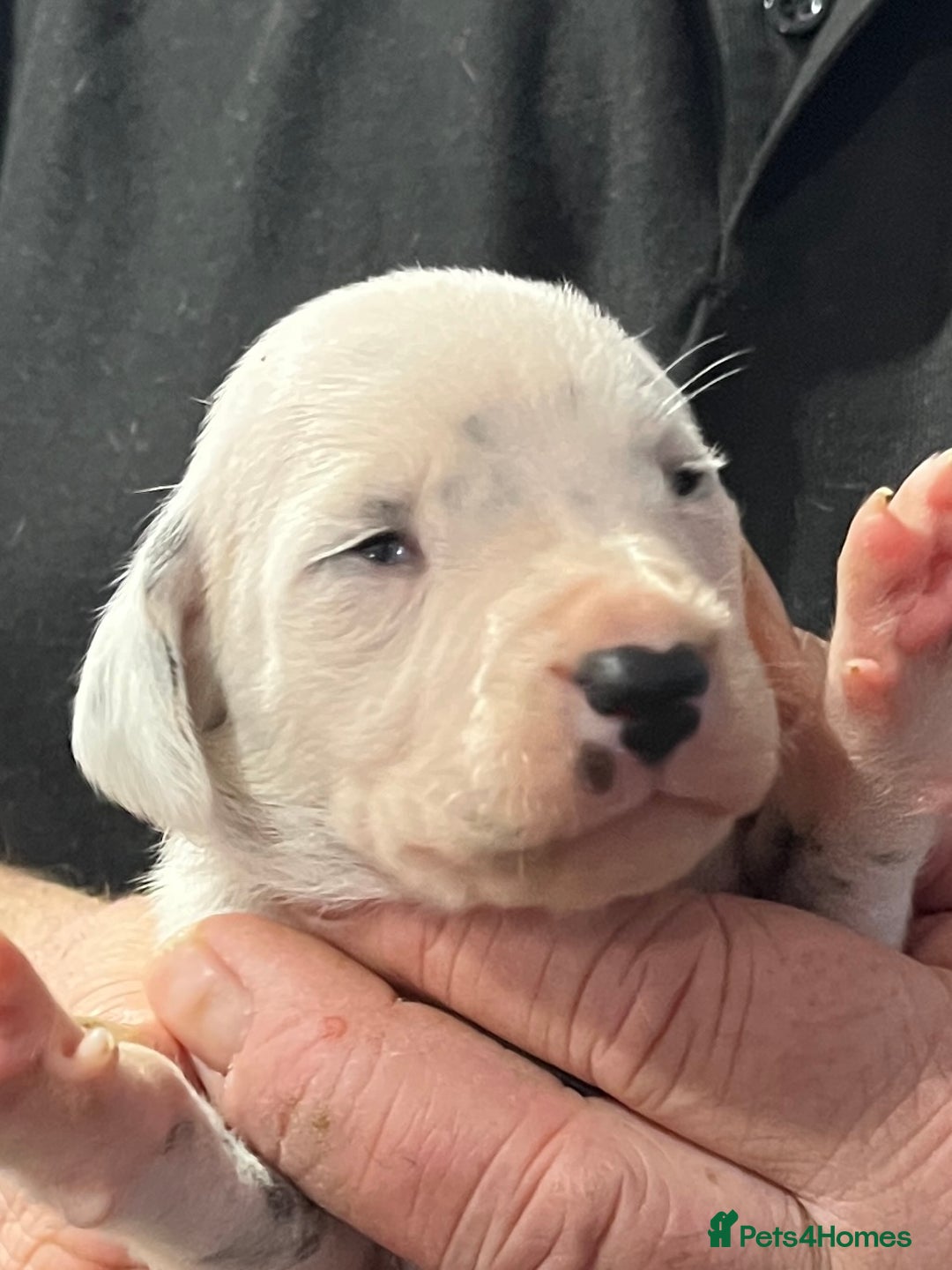 Dalmatian dogs for sale: Top quality Dalmatian puppies 5* homes  - Advert 6