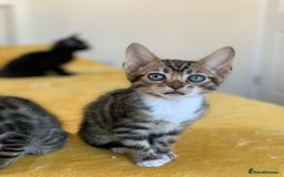 Bengal cats for sale: Ready to leave 3 left, 3/4 Bengal Kittens Rosetted - Image 23